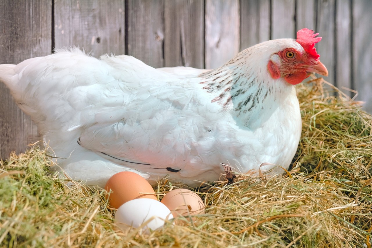 Photo:  Poultry - photo of chicken