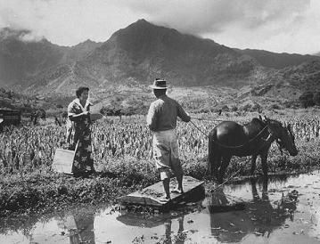 1960 census in Hawaii
