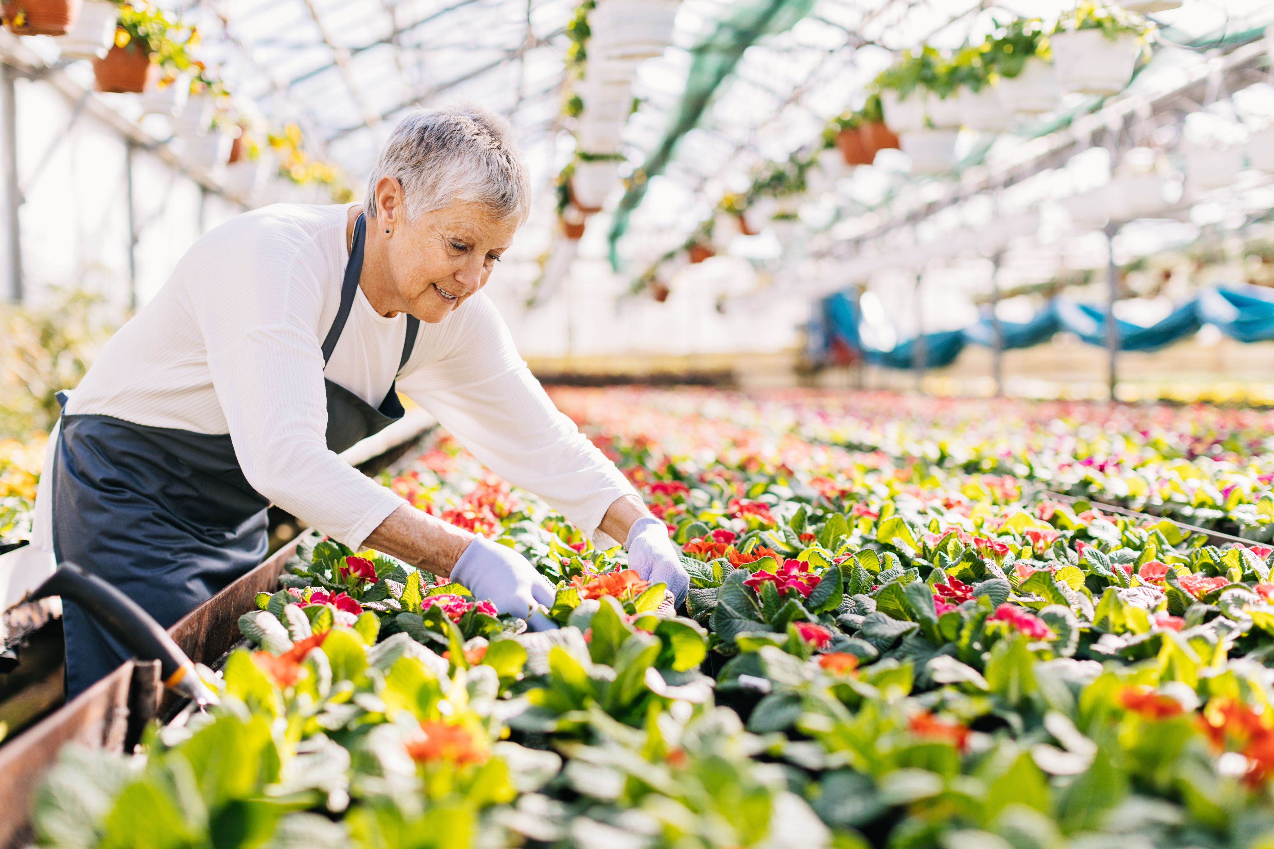 A senior citizen tending to plants.