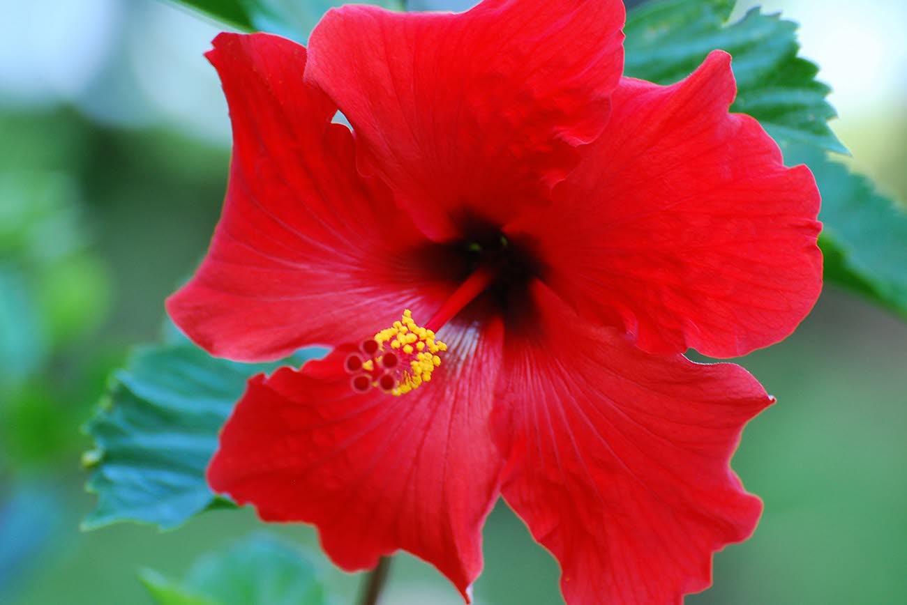 Puerto Rico: 2020 Census