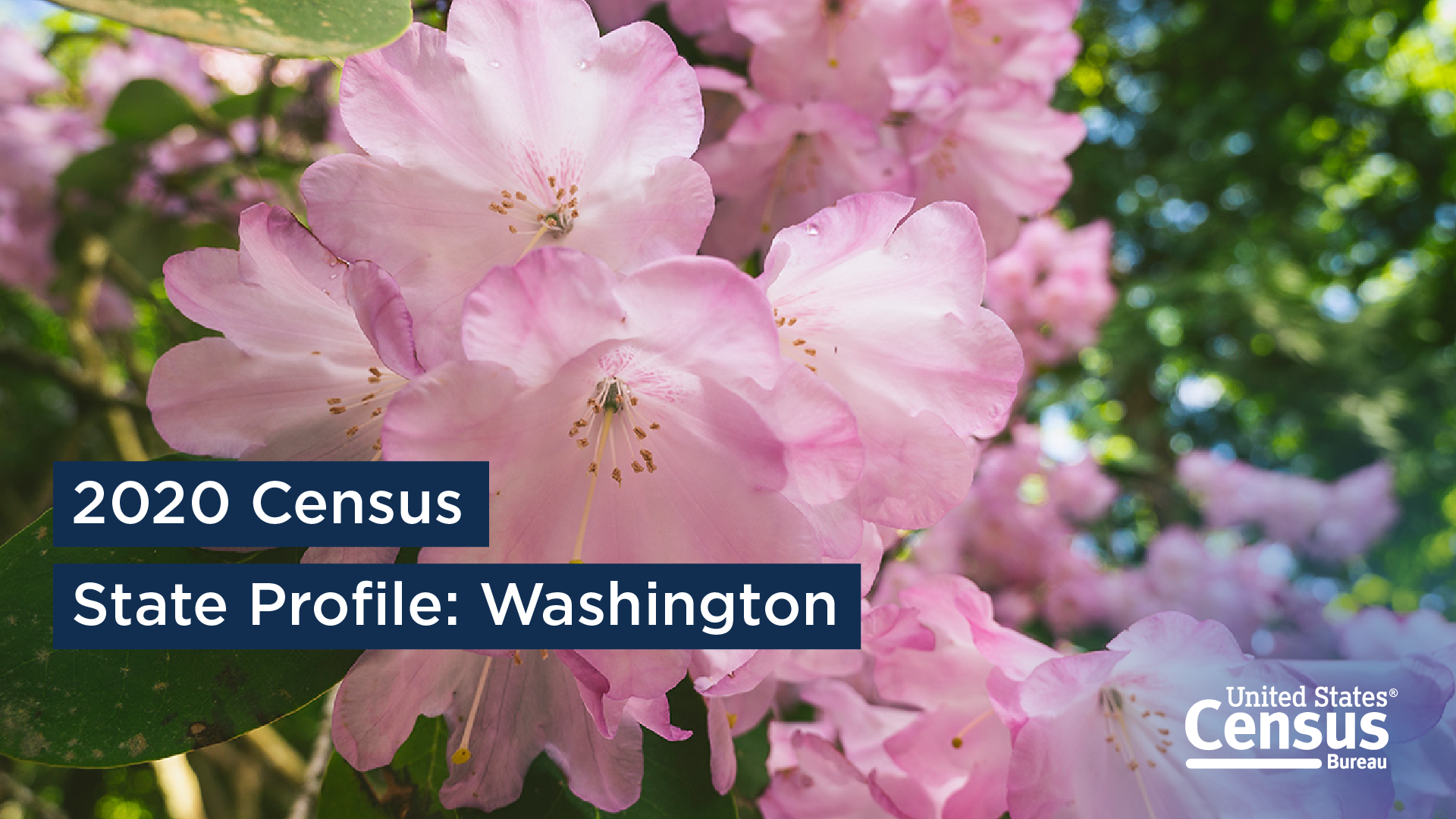 2020 Census State Profile: Washington