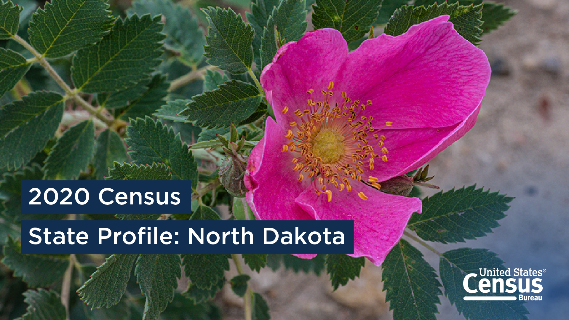 2020 State Profile: North Dakota